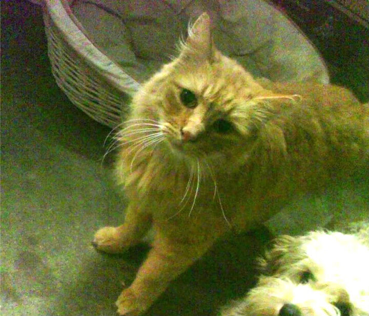 东瀛武士破坚冰，日本逆转葡萄牙，亚洲之光闪耀美加墨