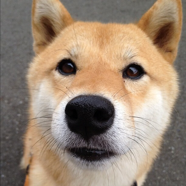 PG电子官网入口-楚阿梅尼爆发破僵局，伊朗生死战力克新西兰