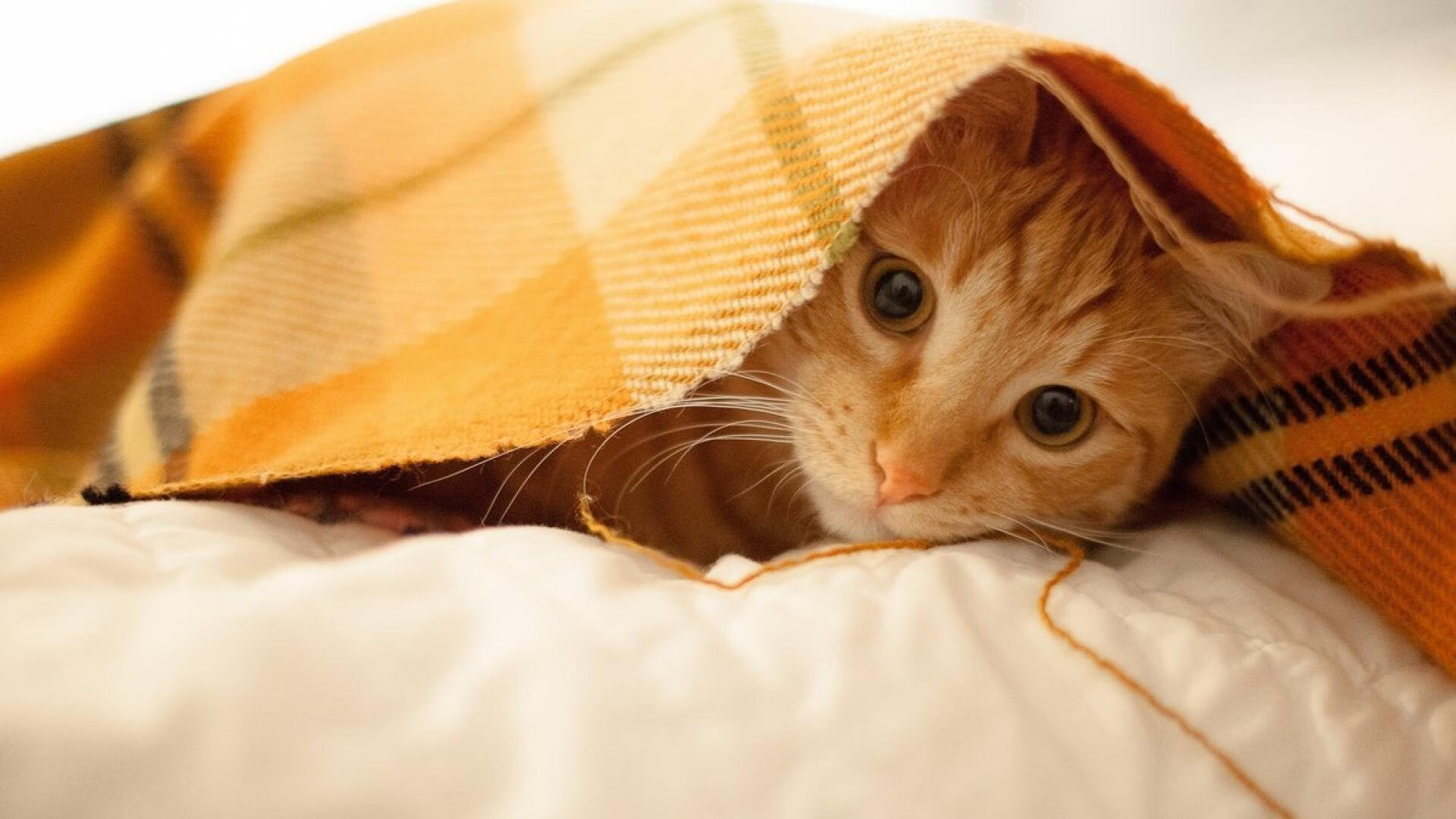 拉梅洛化身攻防转换核心，独行侠连续得分狂潮压制猛龙